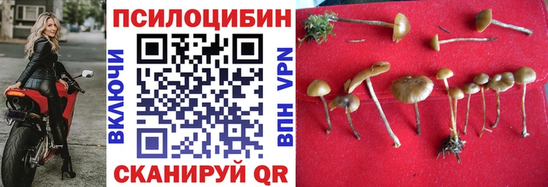 Галлюциногенные грибы Psilocybe  Купить где  Бакал 